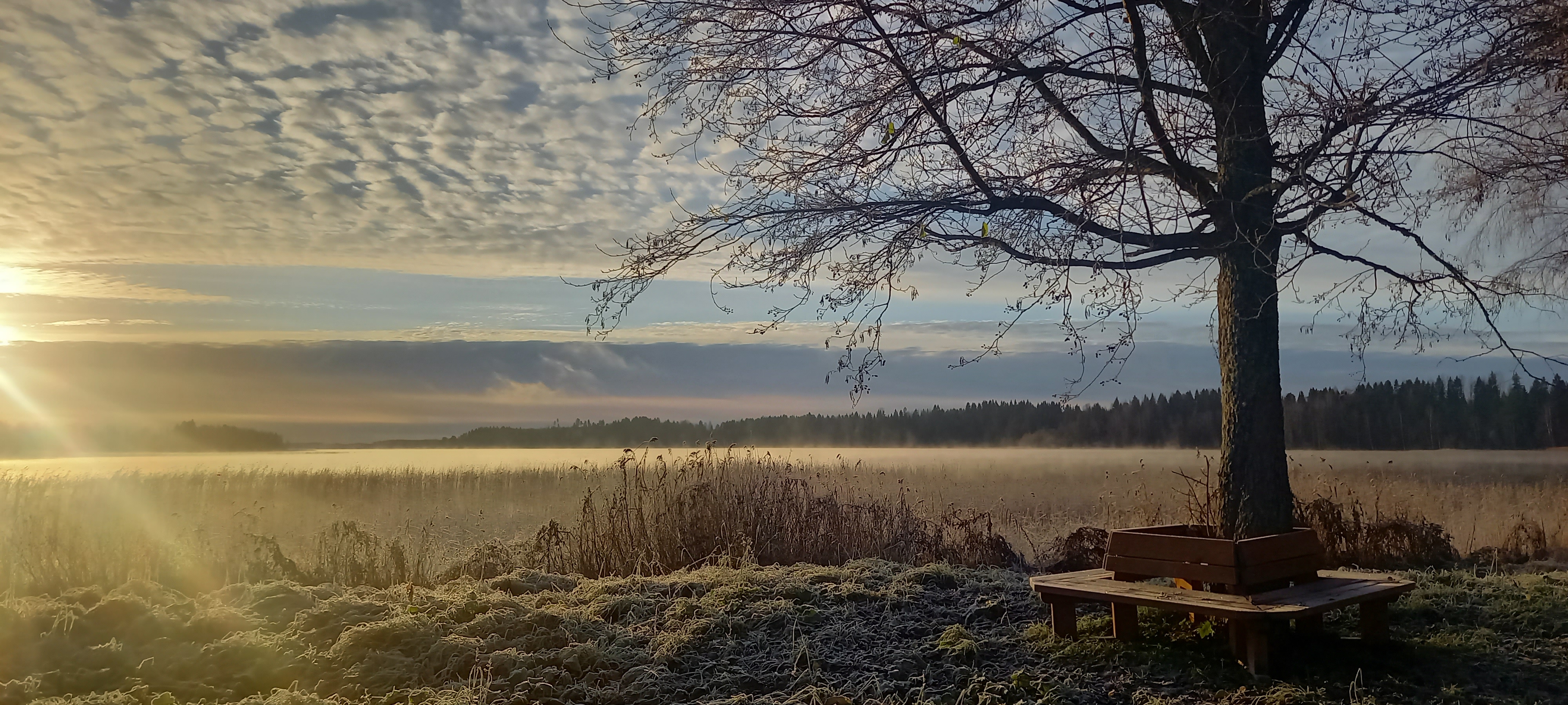 Valokuvassa puu järvimaisemassa. puun ympärillä penkki.
